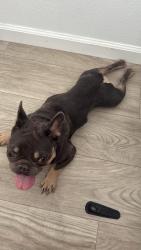 Found/Stray Male Dog last seen tippecanoe and 5th st., San Bernardino, CA 92376