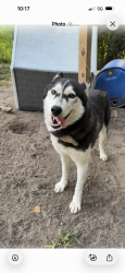 Lost Female Dog last seen Hwy 130 w maxton and hwy 501 towards laurenburg, Maxton, NC 28364