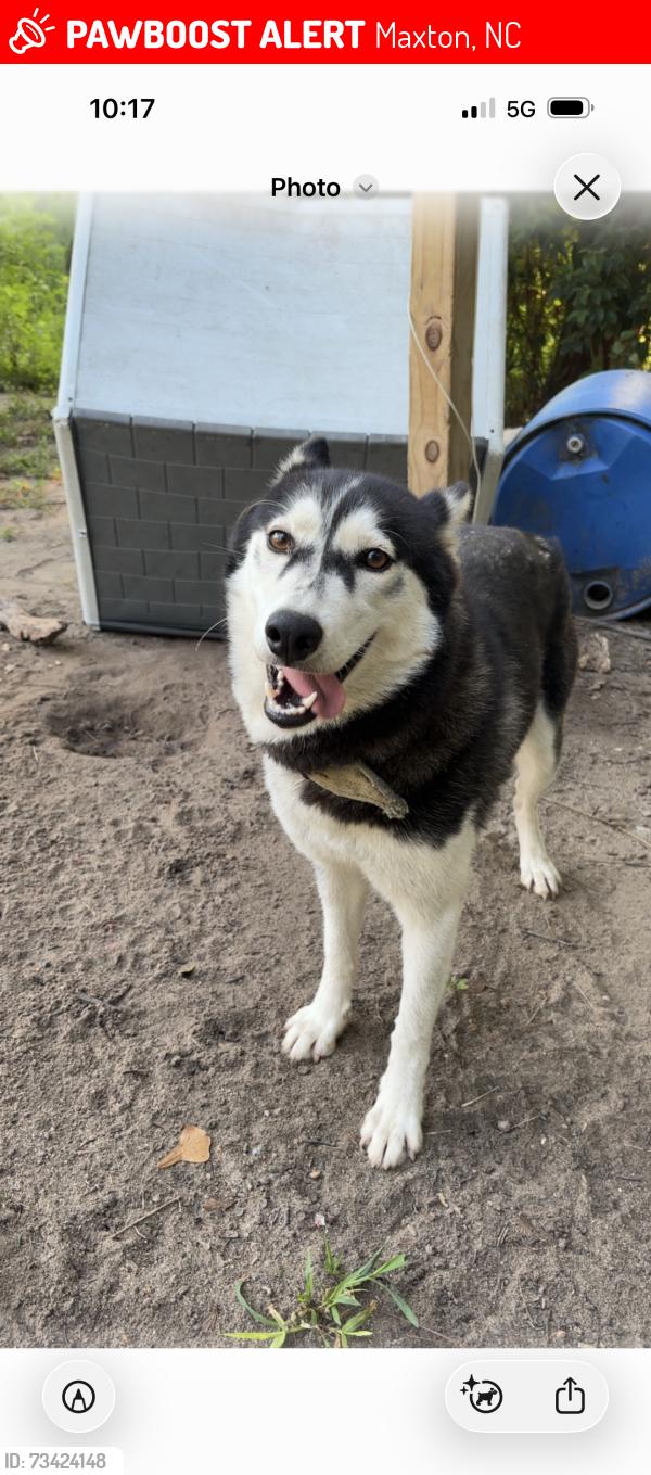 Lost Female Dog last seen Hwy 130 w maxton and hwy 501 towards laurenburg, Maxton, NC 28364
