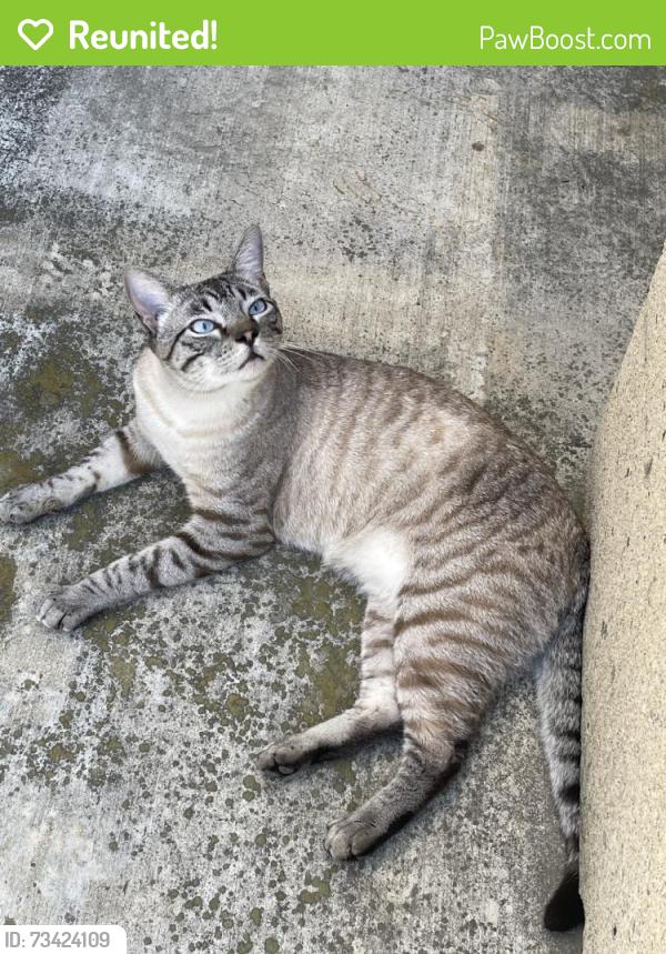 Reunited Male Cat last seen Near Meadowrun Dr, Oceanside, CA 92057, USA, Oceanside, CA 92057