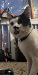 Lost Male Cat last seen C & S grocery store, Norwalk, CT 06854