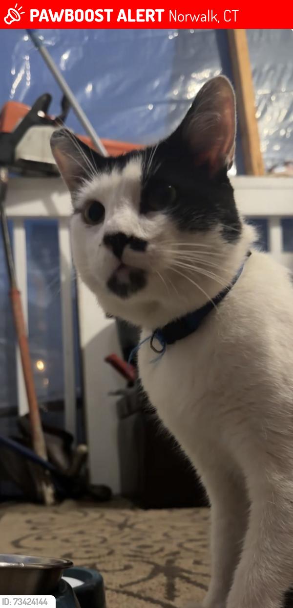 Lost Male Cat last seen C & S grocery store, Norwalk, CT 06854