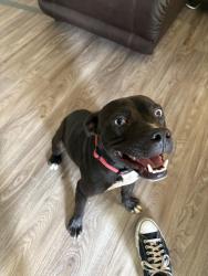 Found/Stray Male Dog last seen 2nd ave, Atlanta, GA 30303