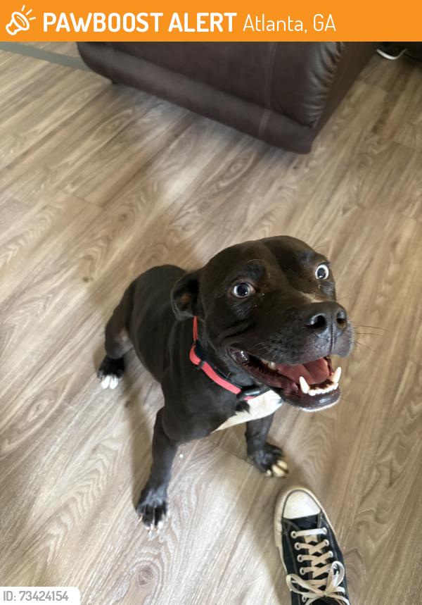 Found/Stray Male Dog last seen 2nd ave, Atlanta, GA 30303