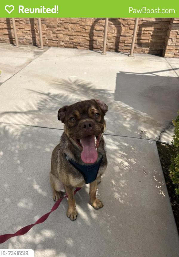 Reunited Male Dog last seen Crenshaw and exposition blvd train stop, Los Angeles, CA 90016