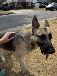 Found/Stray Female Dog last seen NW 42nd and Classen Ave, Oklahoma City, OK 73111
