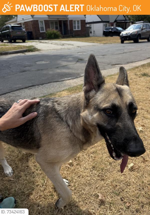 Found/Stray Female Dog last seen NW 42nd and Classen Ave, Oklahoma City, OK 73111