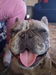 Lost Male Dog last seen Clovis and Central aves fresno ca 93725, Fresno County, CA 93725