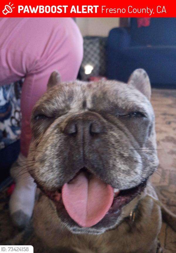 Lost Male Dog last seen Clovis and Central aves fresno ca 93725, Fresno County, CA 93725