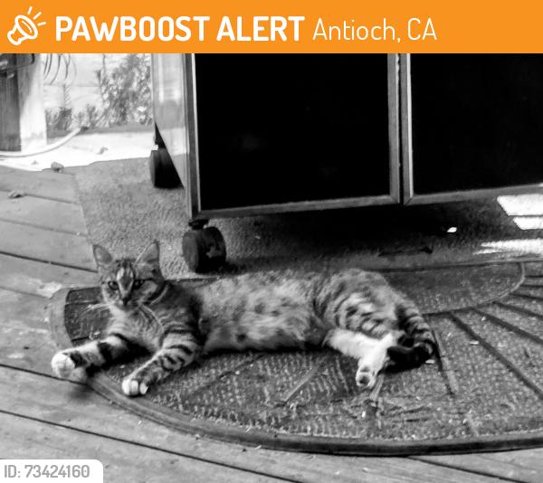 Found/Stray Female Cat last seen Eagleridge dr, Antioch, CA 94509