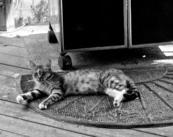 Found/Stray Female Cat last seen Eagleridge dr, Antioch, CA 94509