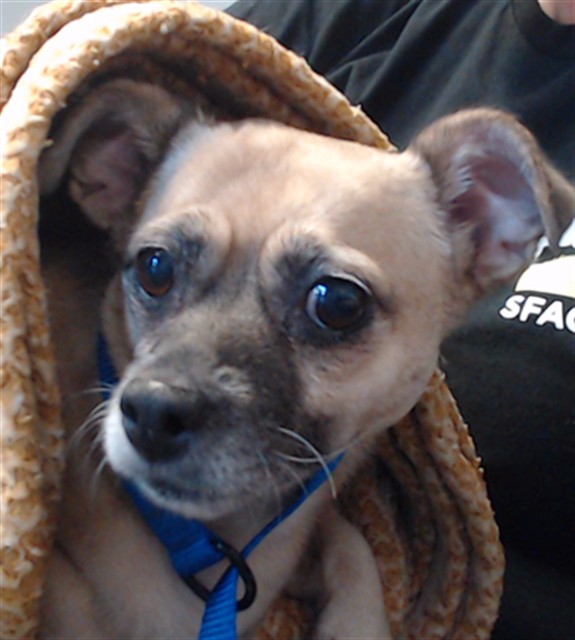 Shelter Stray Female Dog last seen GENEVA / PARIS, 1419 Bryant St, San Francisco, CA 94103, USA