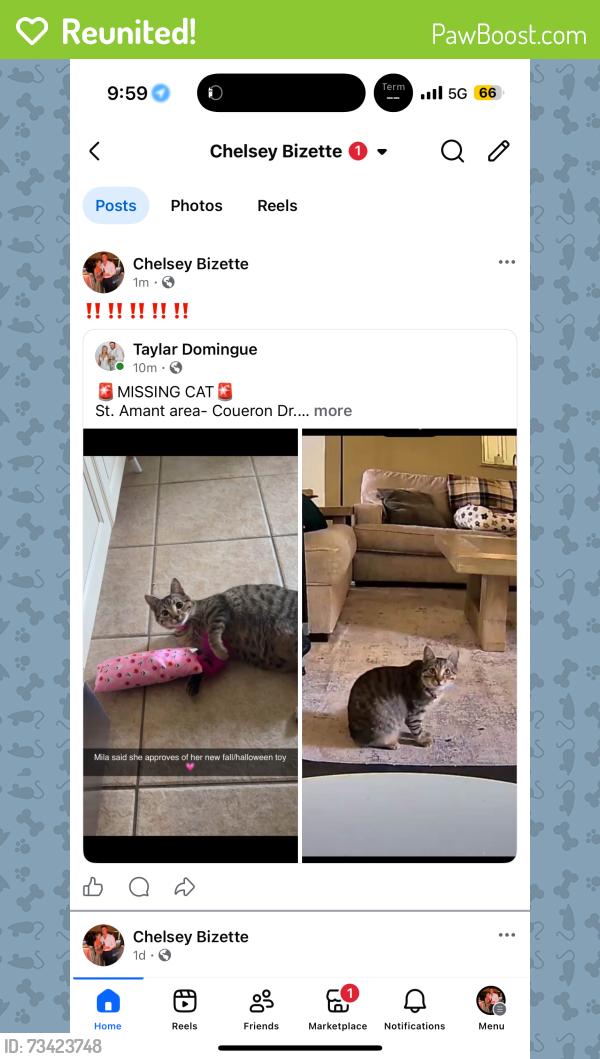 Reunited Female Cat last seen Stringer Bridge Rd, Ascension Parish, LA 70774