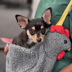 Shelter Stray Male Dog last seen LILAC AND GRANT, 333 Chandler Pl, San Bernardino, CA 92408, USA