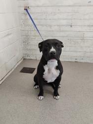 Shelter Stray Female Dog last seen W MILL ST X INLAND CENTER DR, 333 Chandler Pl, San Bernardino, CA 92408, USA