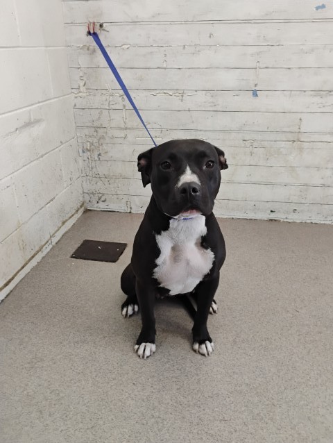 Shelter Stray Female Dog last seen W MILL ST X INLAND CENTER DR, 333 Chandler Pl, San Bernardino, CA 92408, USA