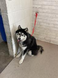 Shelter Stray Male Dog last seen Near BLOCK E 40TH, 333 Chandler Pl, San Bernardino, CA 92408, USA