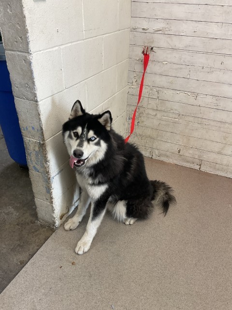 Shelter Stray Male Dog last seen Near BLOCK E 40TH, 333 Chandler Pl, San Bernardino, CA 92408, USA