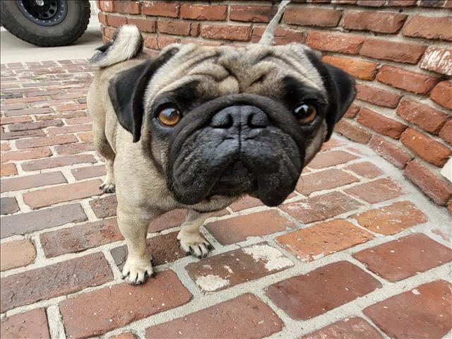 Shelter Stray Male Dog last seen , 957 N Gaffey St, San Pedro, CA 90731, USA
