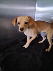 Shelter Stray Female Dog last seen , 1850 W 60th St, Los Angeles, CA 90047, USA