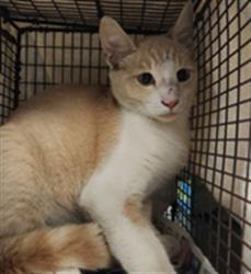 Shelter Stray Male Cat last seen , 1850 W 60th St, Los Angeles, CA 90047, USA