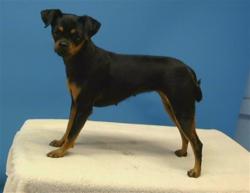 Shelter Stray Female Dog last seen , 216 W Victoria St, Gardena, CA 90248, USA