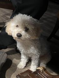 Reunited Male Dog last seen Woodbridge Rd, Acampo, CA 95220, USA, Acampo, CA 95220
