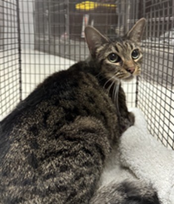 Shelter Stray Female Cat last seen , 11361 W Pico Blvd, Los Angeles, CA 90064, USA