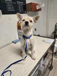 Shelter Stray Male Dog last seen Near BLOCK DORSET DR, BAKERSFIELD CA 93306, 3951 Fruitvale Ave, Bakersfield, CA 93308, USA