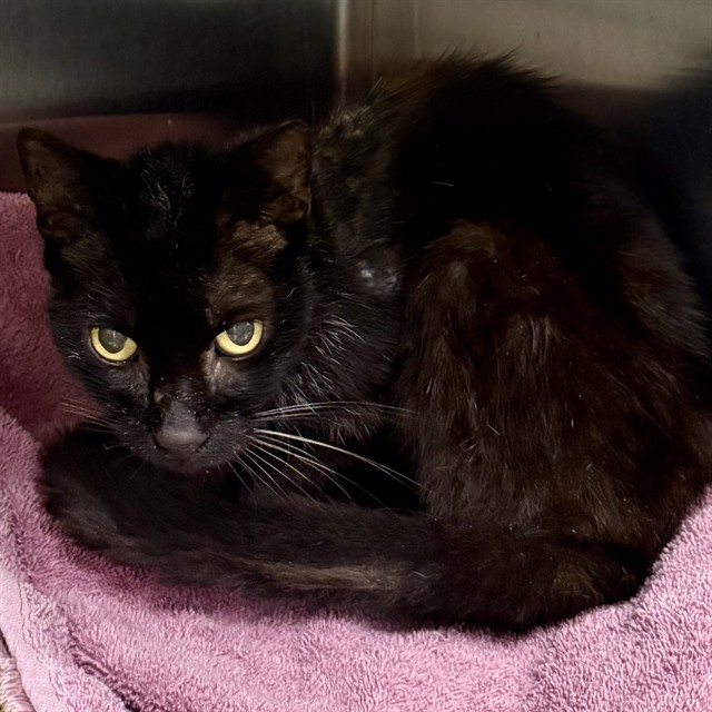 Shelter Stray Male Cat last seen HILLDA AVE/WALLICK RD, SORRENTO, 12280 County Rd 448, Tavares, FL 32778, USA