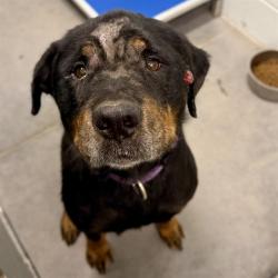 Shelter Stray Male Dog last seen ORANGE GROVE LN, LEESBURG, 12280 County Rd 448, Tavares, FL 32778, USA