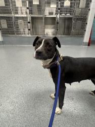 Shelter Stray Female Dog last seen Near, 5001 E Raymond St, Indianapolis, IN 46203, USA