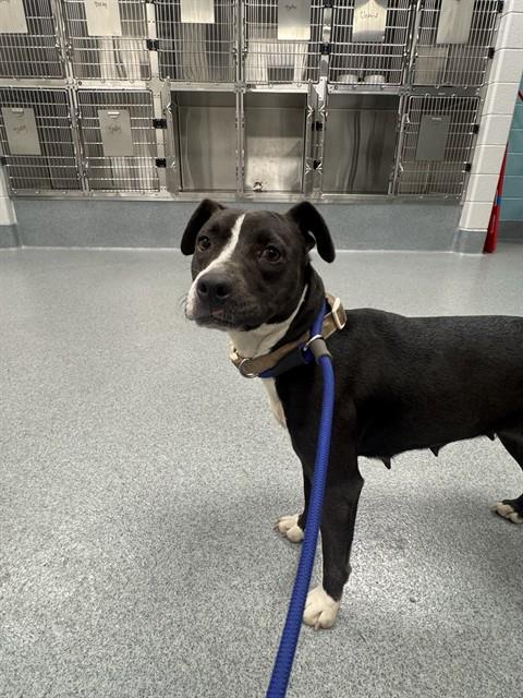 Shelter Stray Female Dog last seen Near, 5001 E Raymond St, Indianapolis, IN 46203, USA