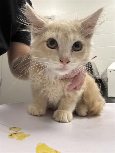 Shelter Stray Male Cat last seen Near, 5001 E Raymond St, Indianapolis, IN 46203, USA