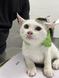 Shelter Stray Female Cat last seen Near, 5001 E Raymond St, Indianapolis, IN 46203, USA