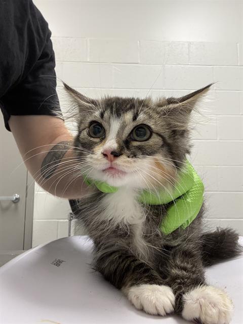 Shelter Stray Female Cat last seen Near, 5001 E Raymond St, Indianapolis, IN 46203, USA