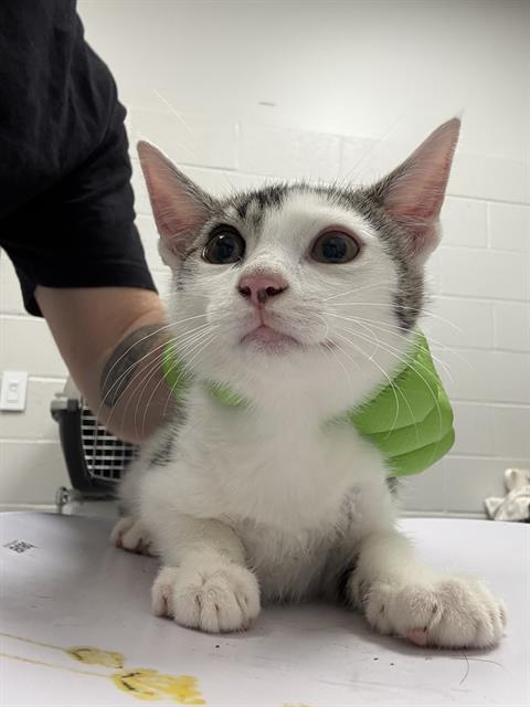 Shelter Stray Male Cat last seen Near, 5001 E Raymond St, Indianapolis, IN 46203, USA