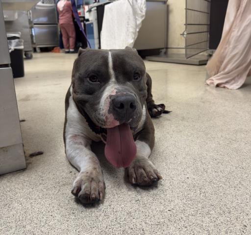 Shelter Stray Male Dog last seen Near BLOCK PIERCE ST, RIVERSIDE CA 92505, 6851 Van Buren Boulevard, Jurupa Valley, CA 92509, USA