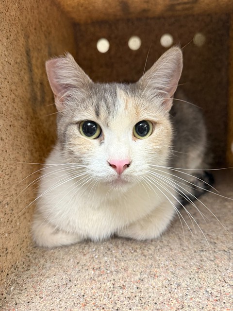 Shelter Stray Female Cat last seen Near BLOCK CALIFORNIA AVE, RIVERSIDE CA 92503, 6851 Van Buren Boulevard, Jurupa Valley, CA 92509, USA