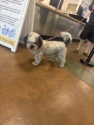 Shelter Stray Male Dog last seen , 14409 Vanowen St, Van Nuys, CA 91405, USA