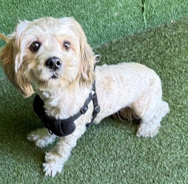 Shelter Stray Female Dog last seen , 5210 W Ave I, Lancaster, CA 93536, USA