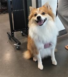 Shelter Stray Male Dog last seen , West Valley Animal Shelter, 20655 Plummer St, Chatsworth, CA 91311, USA