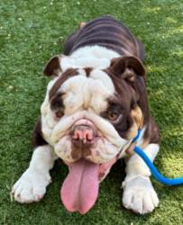 Shelter Stray Male Dog last seen , West Valley Animal Shelter, 20655 Plummer St, Chatsworth, CA 91311, USA