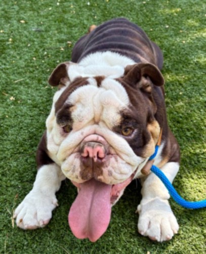 Shelter Stray Male Dog last seen , West Valley Animal Shelter, 20655 Plummer St, Chatsworth, CA 91311, USA