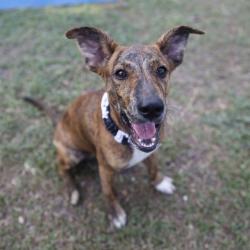 Shelter Stray Male Dog last seen DAUPHINE, 4710 TX-151, San Antonio, TX 78227, USA