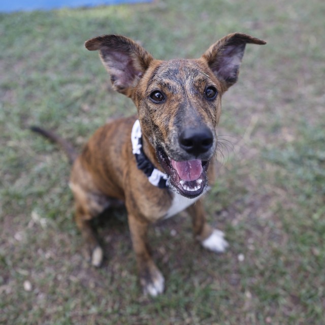 Shelter Stray Male Dog last seen DAUPHINE, 4710 TX-151, San Antonio, TX 78227, USA