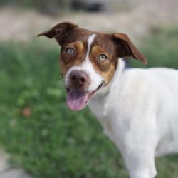 Shelter Stray Male Dog last seen HEARNE, 4710 TX-151, San Antonio, TX 78227, USA