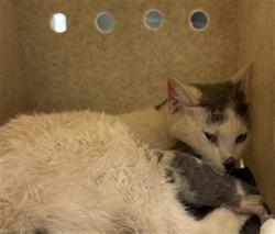 Shelter Stray Female Cat last seen Near BLOCK AVENIDA DEL ORO, TEMECULA CA 92590, 581 S Grand Ave, San Jacinto, CA 92582, USA