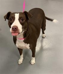 Shelter Stray Female Dog last seen E MIDWAY AVE /S SAN JACINTO AVE, SAN JACINTO, CA, 92583, 581 S Grand Ave, San Jacinto, CA 92582, USA
