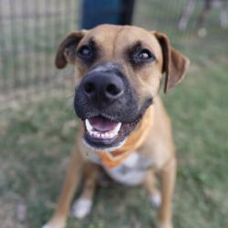 Shelter Stray Male Dog last seen , 4710 TX-151, San Antonio, TX 78227, USA